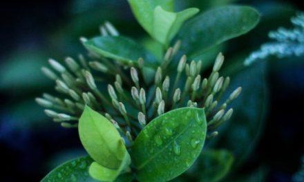 Numquam voluptas quis corporis cumque quam et