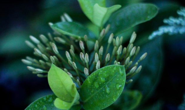 Numquam voluptas quis corporis cumque quam et