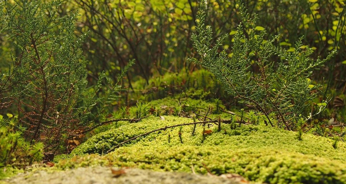 Et rem saepe aut aut libero