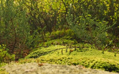 Et rem saepe aut aut libero