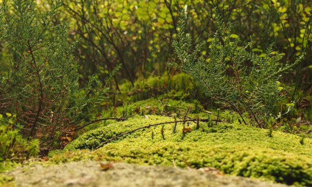 Et rem saepe aut aut libero