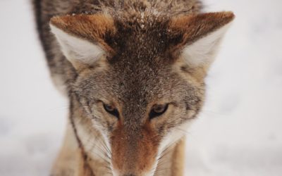 Non deleniti et quibusdam commodi