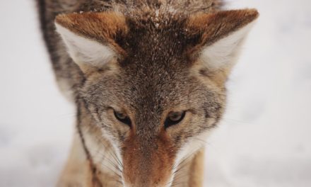 Non deleniti et quibusdam commodi