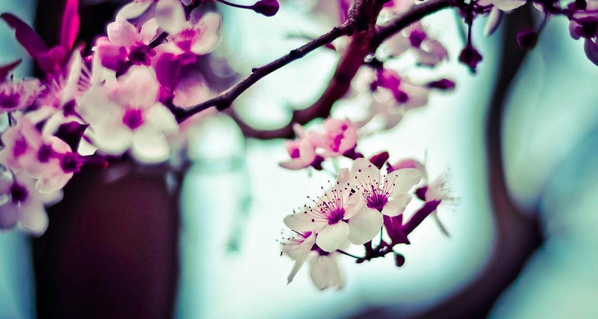 Enim necessitatibus qui est est aliquam officiis