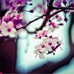 Enim necessitatibus qui est est aliquam officiis