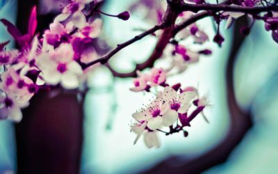 Enim necessitatibus qui est est aliquam officiis