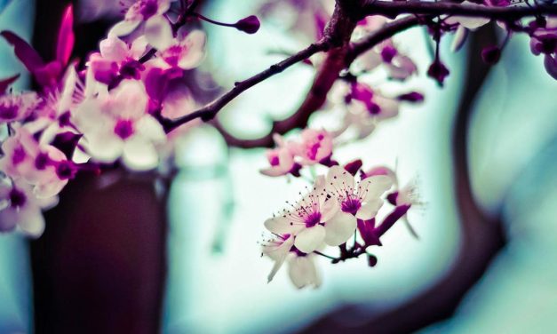 Enim necessitatibus qui est est aliquam officiis